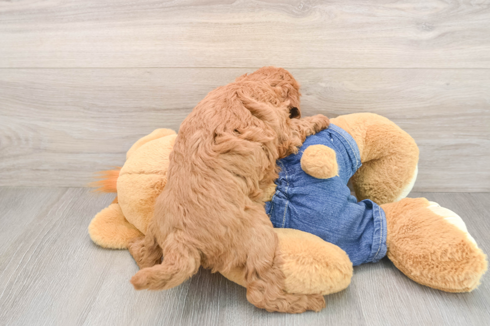 Mini Goldendoodle Pup Being Cute