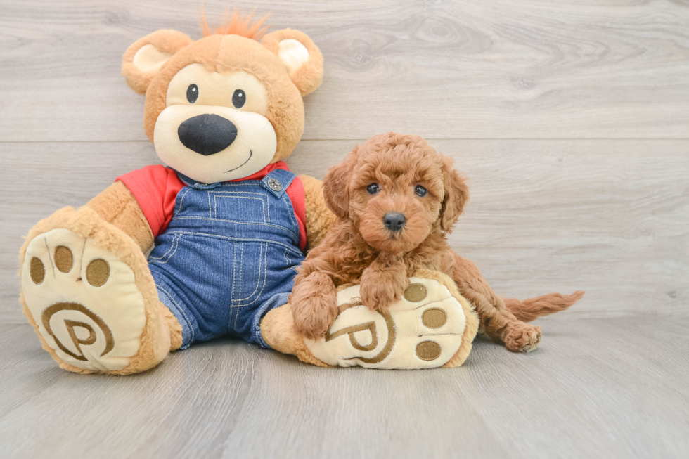 Small Mini Goldendoodle Baby