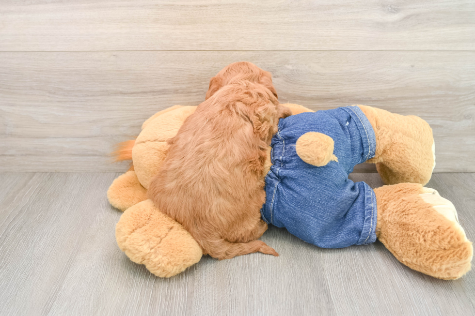 Cute Mini Goldendoodle Baby