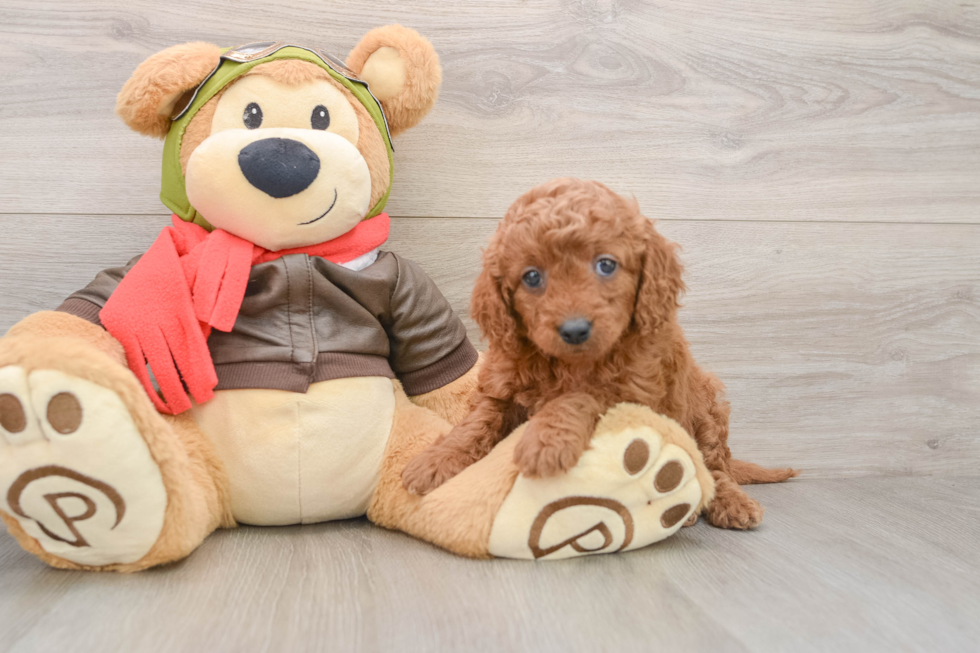 Mini Goldendoodle Pup Being Cute