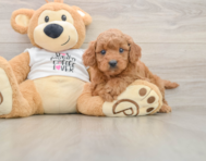 7 week old Mini Goldendoodle Puppy For Sale - Florida Fur Babies