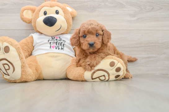 Mini Goldendoodle Puppy for Adoption