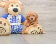 6 week old Mini Goldendoodle Puppy For Sale - Florida Fur Babies