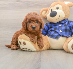 6 week old Mini Goldendoodle Puppy For Sale - Florida Fur Babies