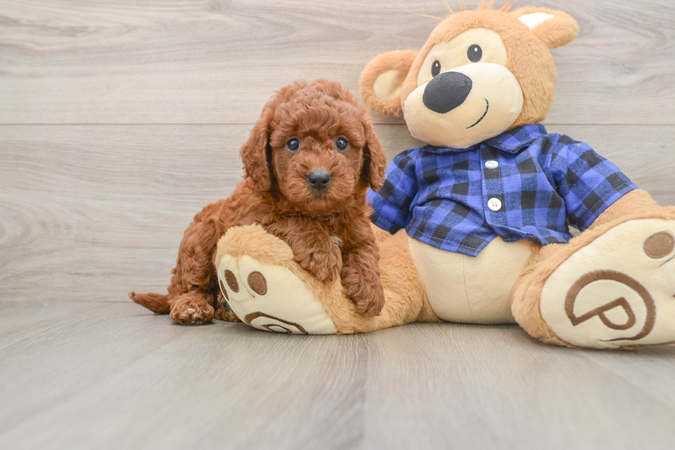 Best Mini Goldendoodle Baby