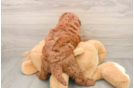 Mini Goldendoodle Pup Being Cute