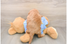 Petite Mini Goldendoodle Poodle Mix Pup