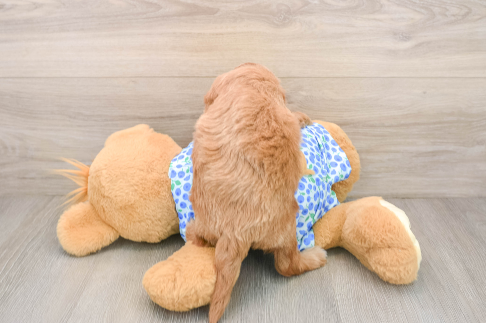 Petite Mini Goldendoodle Poodle Mix Pup