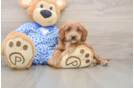 Funny Mini Goldendoodle Poodle Mix Pup