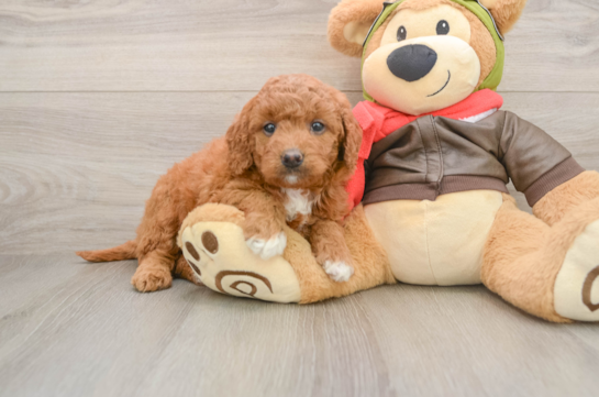 Mini Goldendoodle Pup Being Cute
