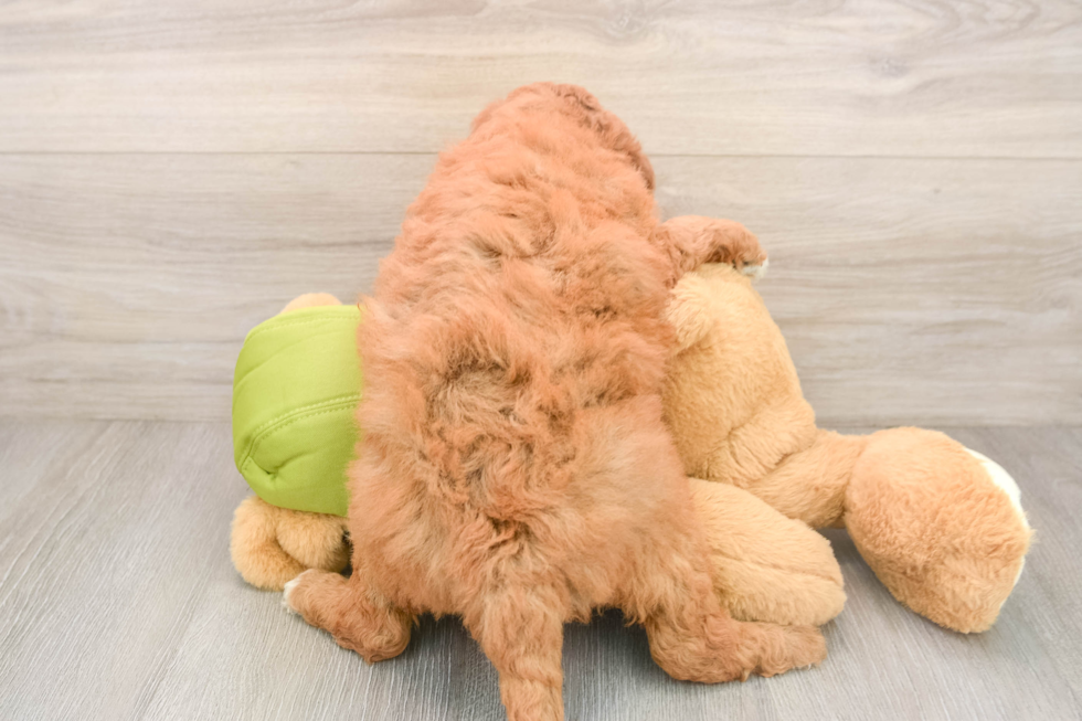 Fluffy Mini Goldendoodle Poodle Mix Pup