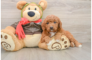 Best Mini Goldendoodle Baby