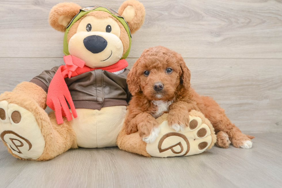 Best Mini Goldendoodle Baby