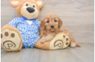 Mini Goldendoodle Pup Being Cute