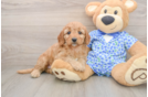 Mini Goldendoodle Pup Being Cute