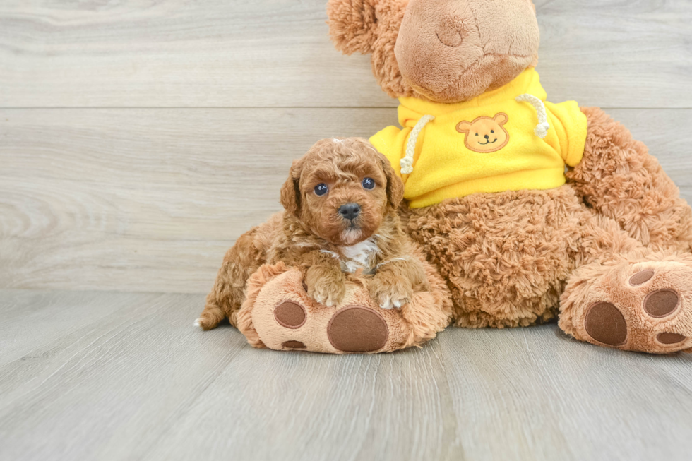 Friendly Mini Goldendoodle Baby