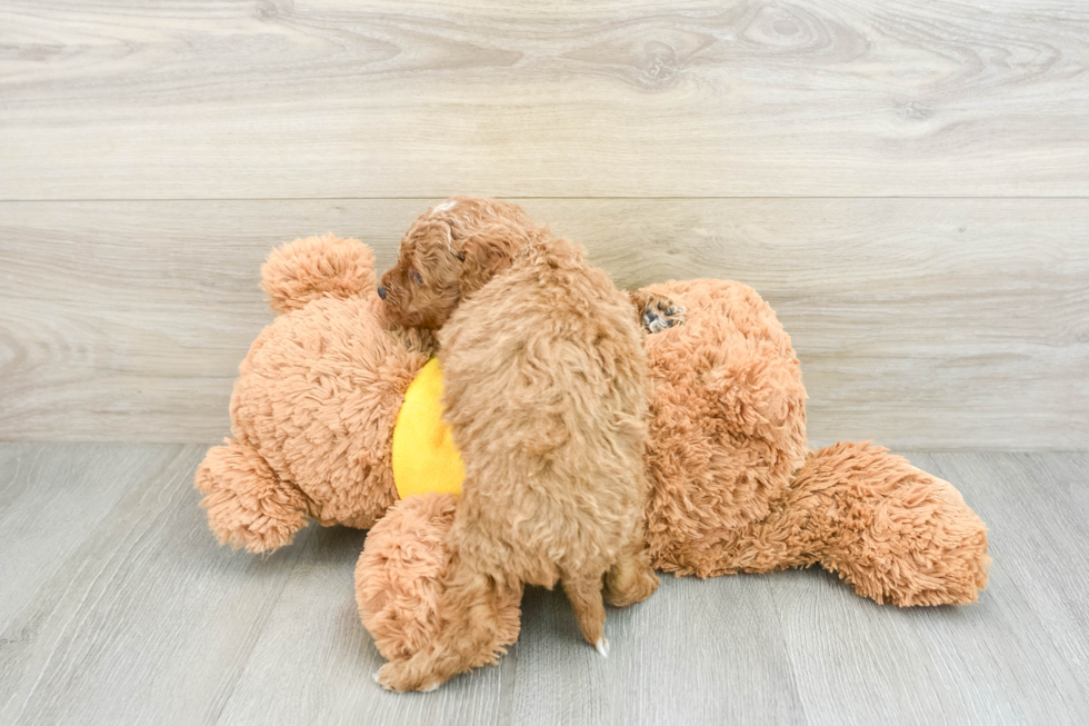 Mini Goldendoodle Puppy for Adoption