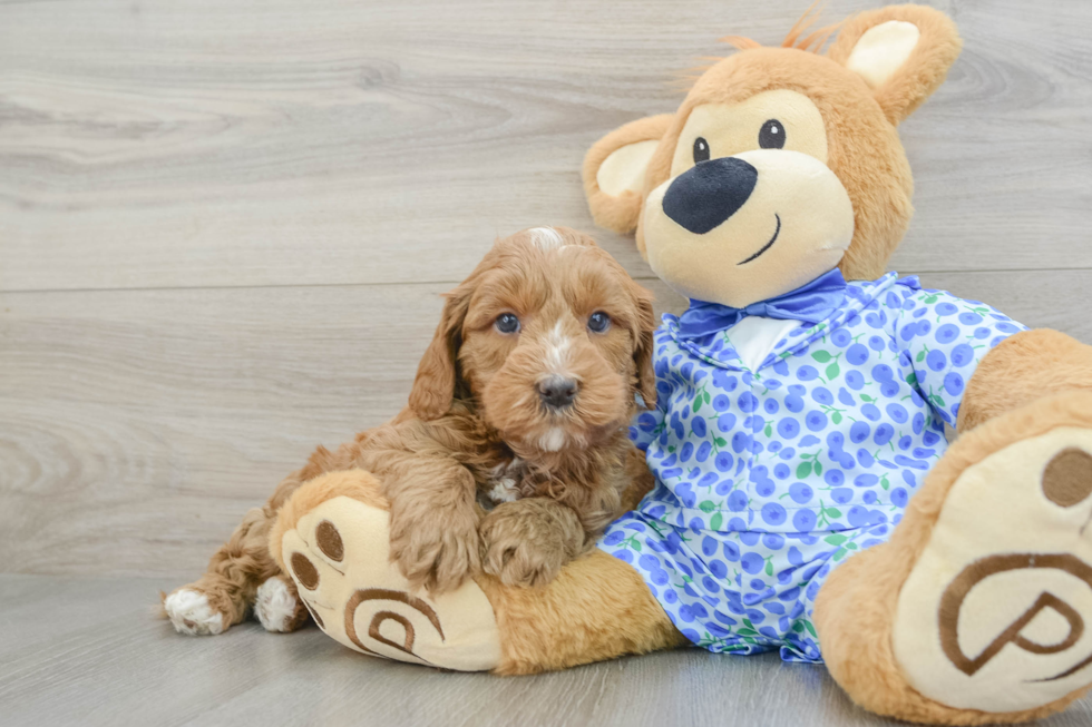 Funny Mini Goldendoodle Poodle Mix Pup