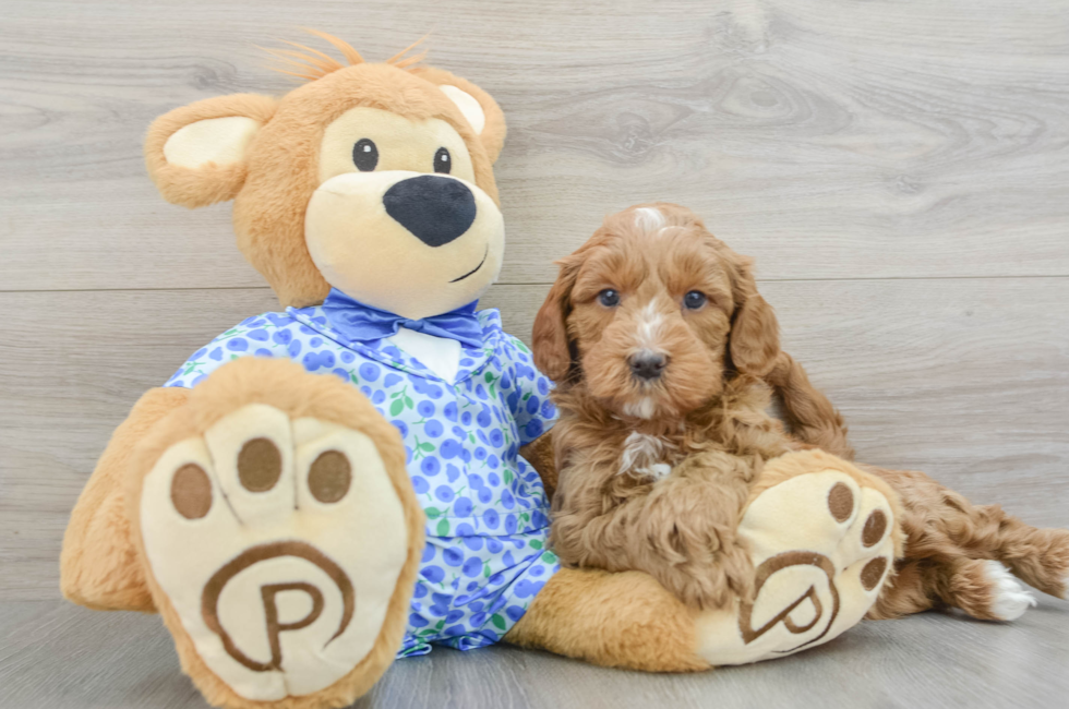 6 week old Mini Goldendoodle Puppy For Sale - Florida Fur Babies