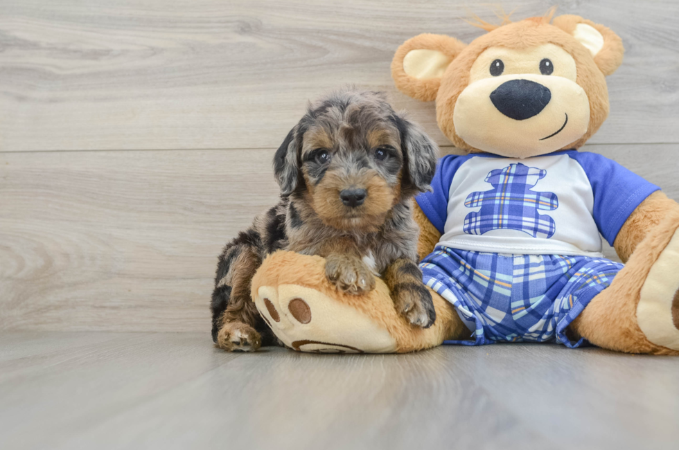6 week old Mini Goldendoodle Puppy For Sale - Florida Fur Babies