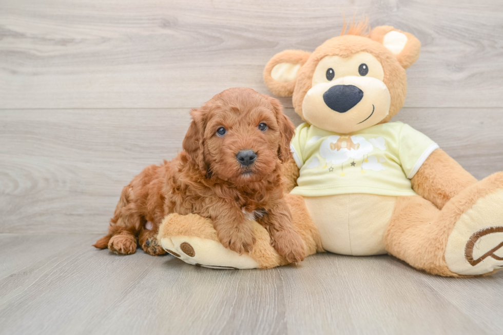 Best Mini Goldendoodle Baby