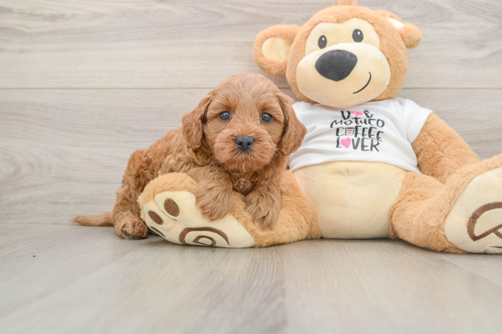 Best Mini Goldendoodle Baby