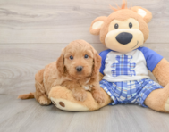 5 week old Mini Goldendoodle Puppy For Sale - Florida Fur Babies