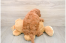 Funny Mini Goldendoodle Poodle Mix Pup