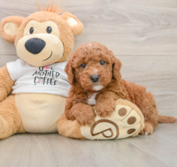 7 week old Mini Goldendoodle Puppy For Sale - Florida Fur Babies