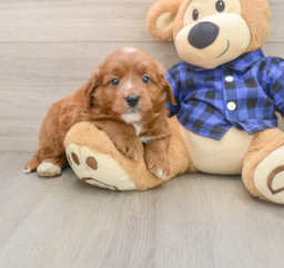 6 week old Mini Goldendoodle Puppy For Sale - Florida Fur Babies