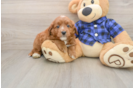 Best Mini Goldendoodle Baby