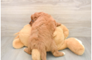 Mini Goldendoodle Pup Being Cute