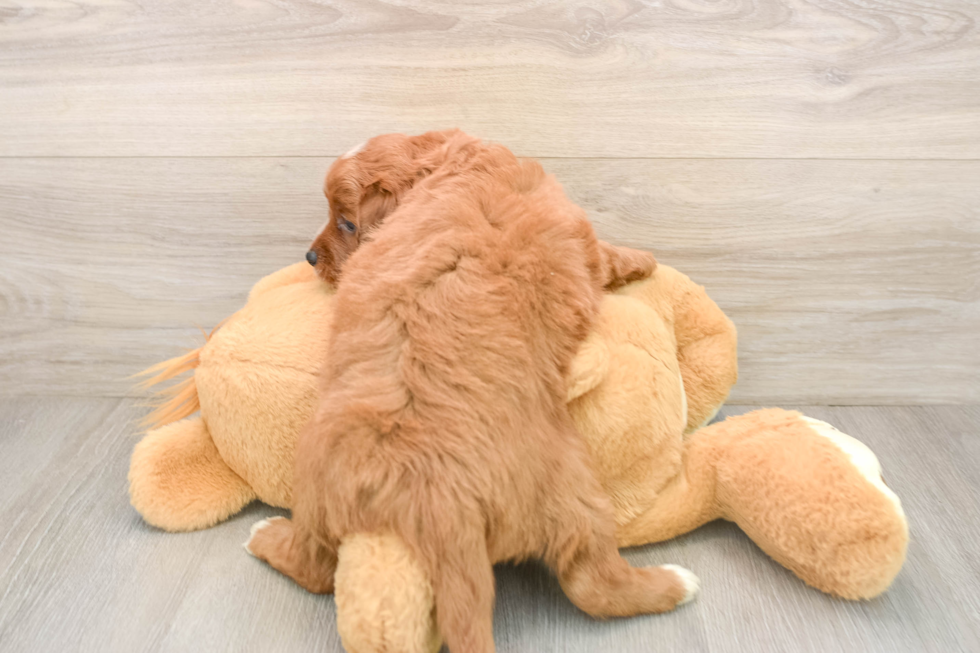 Mini Goldendoodle Pup Being Cute