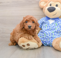 8 week old Mini Goldendoodle Puppy For Sale - Florida Fur Babies