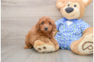 Mini Goldendoodle Puppy for Adoption