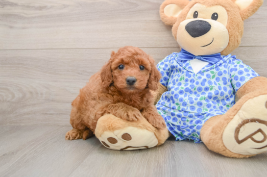 Mini Goldendoodle Puppy for Adoption