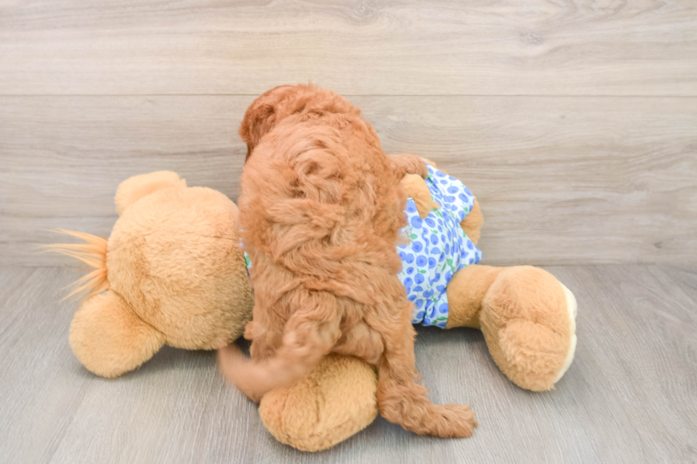Cute Mini Goldendoodle Baby