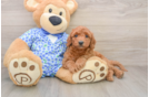 Cute Mini Goldendoodle Baby