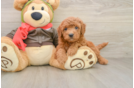 Friendly Mini Goldendoodle Baby
