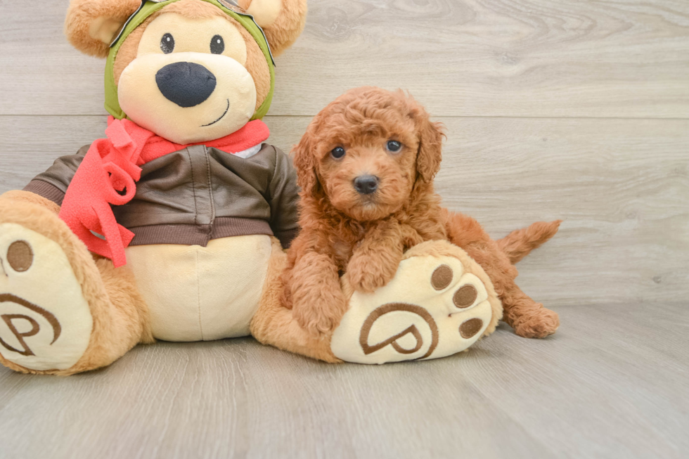 Friendly Mini Goldendoodle Baby