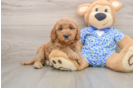 Mini Goldendoodle Puppy for Adoption