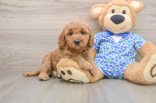 Mini Goldendoodle Puppy for Adoption