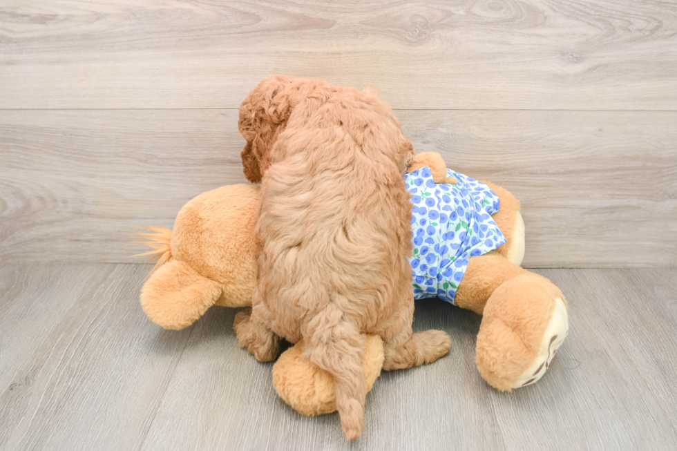 Funny Mini Goldendoodle Poodle Mix Pup