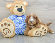 8 week old Mini Goldendoodle Puppy For Sale - Florida Fur Babies