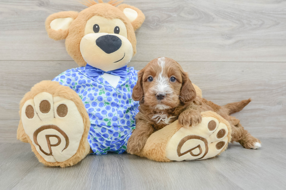 6 week old Mini Goldendoodle Puppy For Sale - Florida Fur Babies