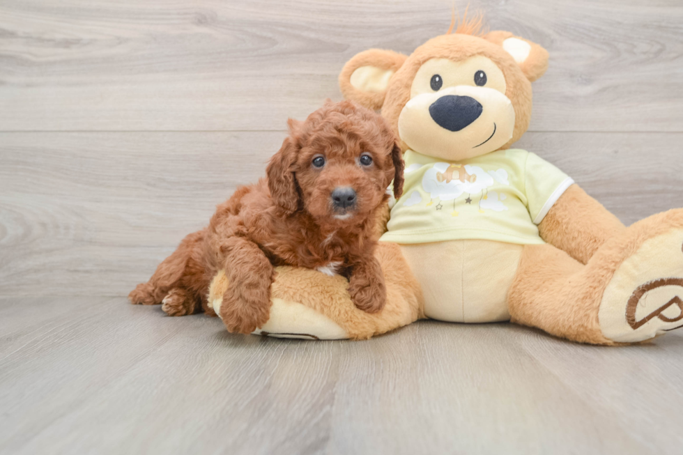 Sweet Mini Goldendoodle Baby