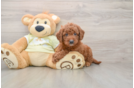 Mini Goldendoodle Puppy for Adoption