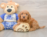 5 week old Mini Goldendoodle Puppy For Sale - Florida Fur Babies