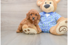 Best Mini Goldendoodle Baby