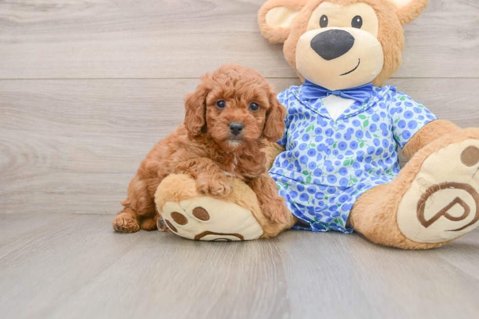Best Mini Goldendoodle Baby